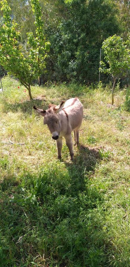 Agriturismo Funtan'Arva Loculi Eksteriør billede
