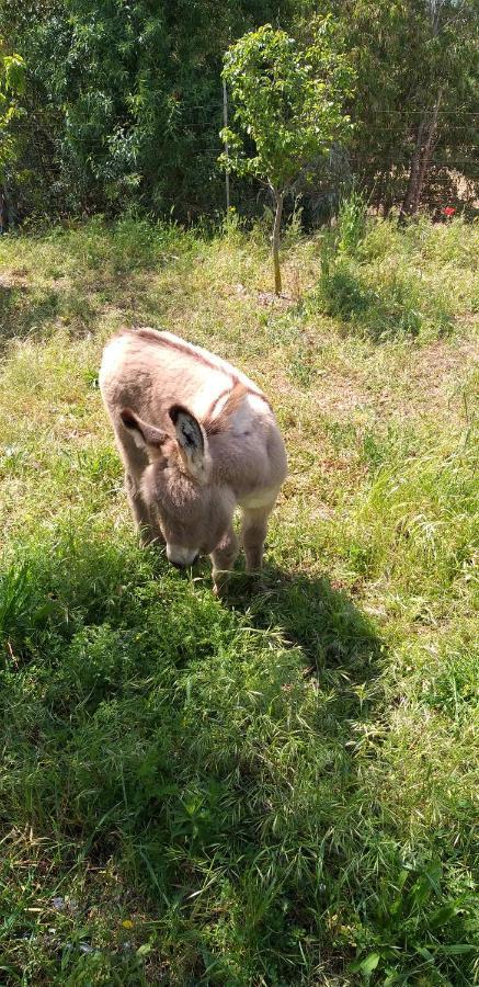 Agriturismo Funtan'Arva Loculi Eksteriør billede